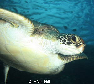 Turtle by Walt Hill 